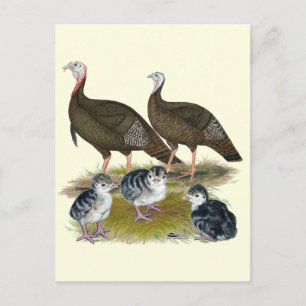 Postal Familia de pavos salvajes del este