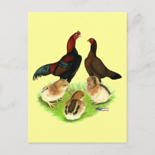 Postal Familia de pollos Aseel Black Red