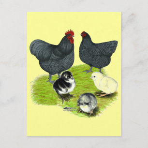Postal Familia de pollos Orpington Blue