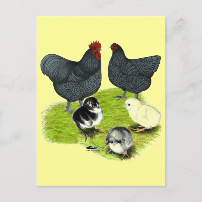 Postal Familia de pollos Orpington Blue (Anverso)
