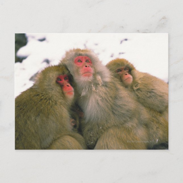 Postal Familia del macaco japonés, Jigokudani, (Anverso)