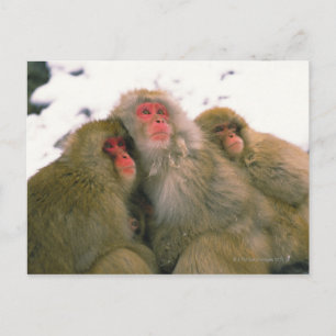 Postal Familia del macaco japonés, Jigokudani,