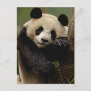 Postal Familia del panda gigante (Ailuropoda melanoleuca)