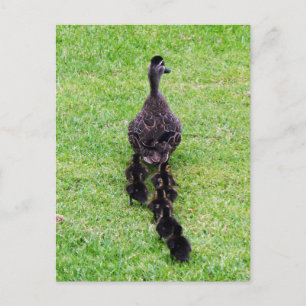 Postal Familia Duck