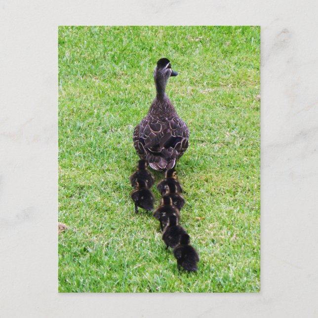 Postal Familia Duck (Anverso)