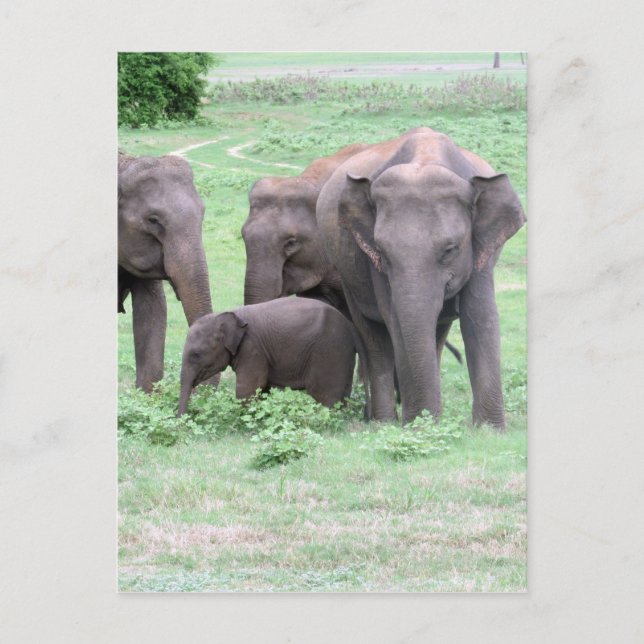 Postal familia elefante (Anverso)