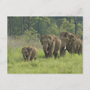 Postal Familia elefante india