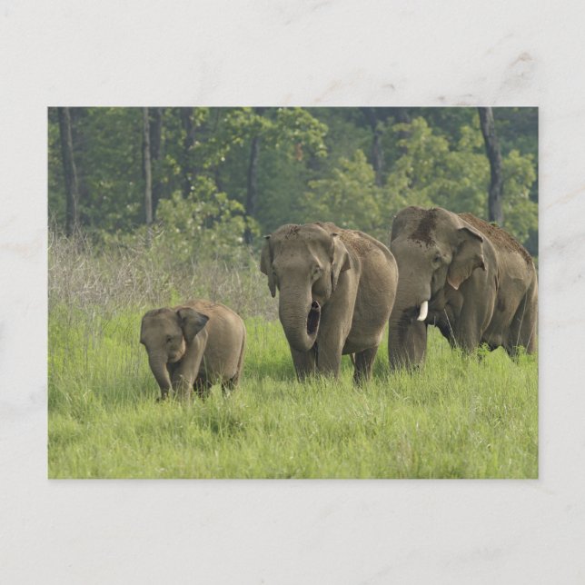Postal Familia elefante india (Anverso)