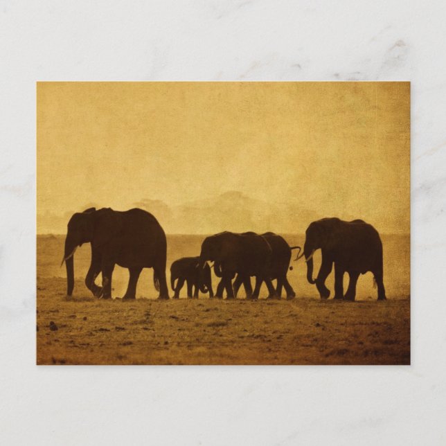 Postal Familia Elephant (Anverso)