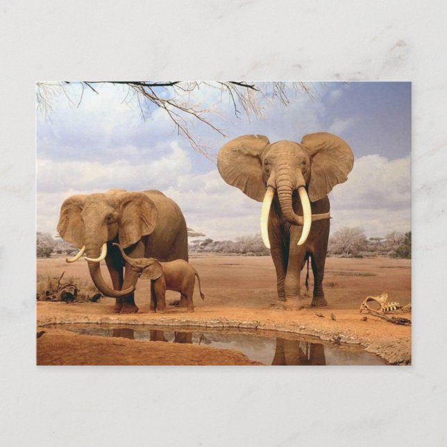 Postal Familia Elephant (Anverso)