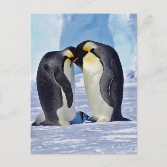 Postal Familia Emperador Pingüino (Anverso)