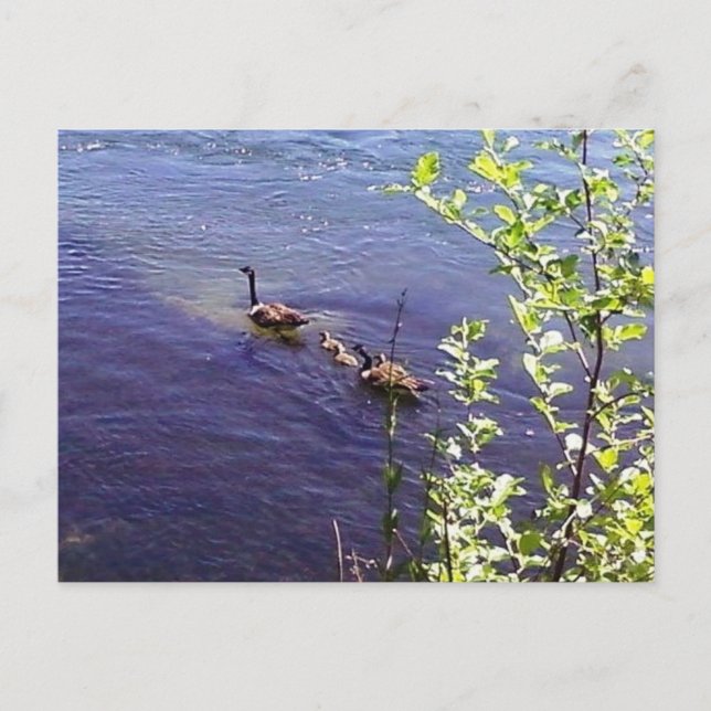 Postal Familia Geese de Canadá (Anverso)