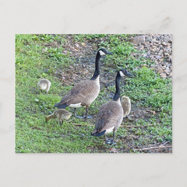 Postal Familia Geese de Canadá (Anverso)