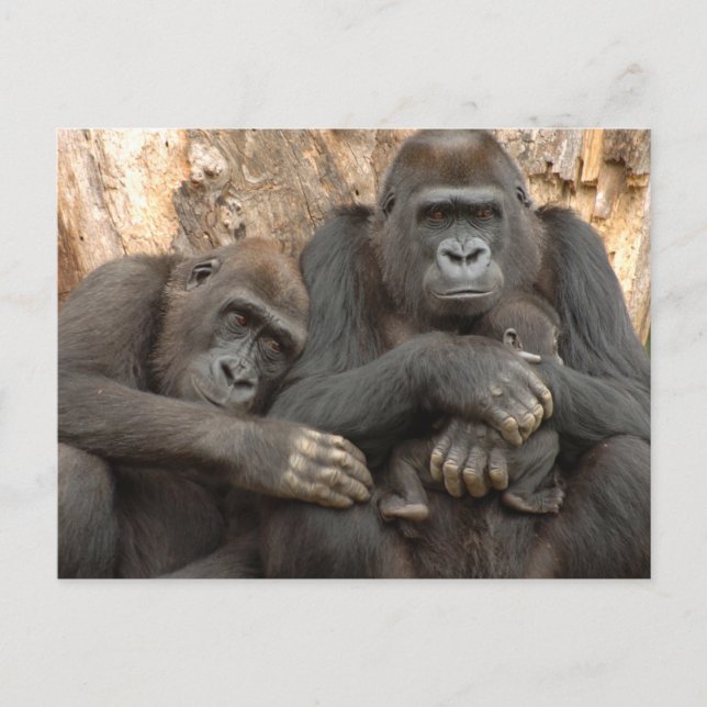 Postal Familia Gorilla (Anverso)