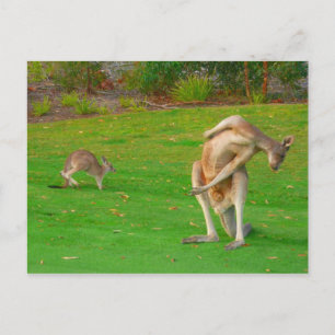 Postal familia kangaroo