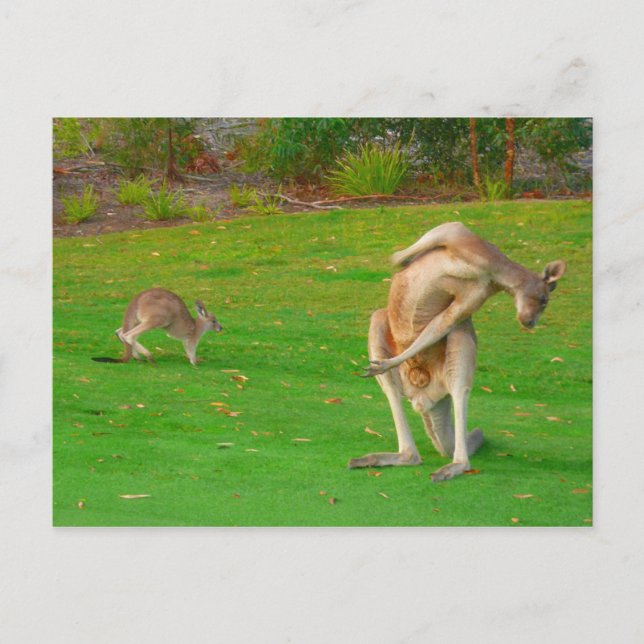 Postal familia kangaroo (Anverso)