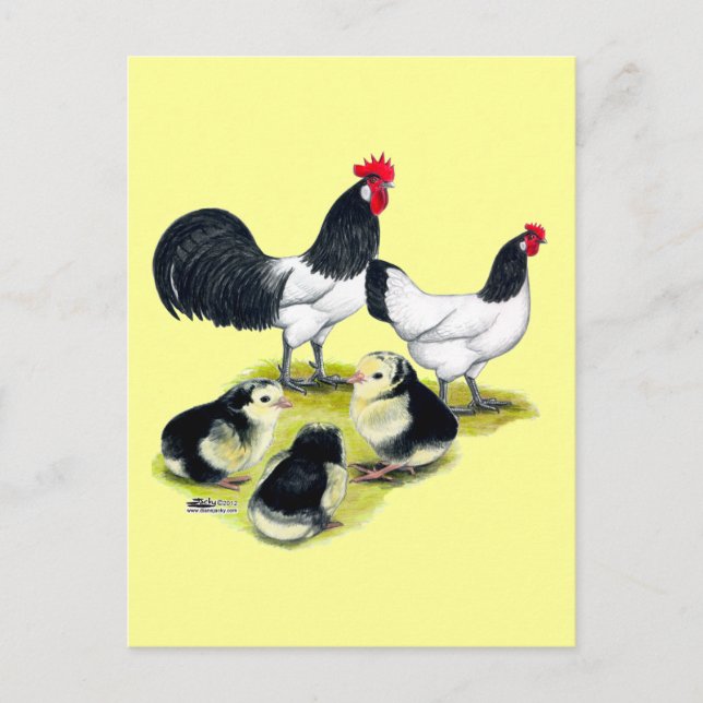 Postal Familia Lakenvelder Chicken (Anverso)