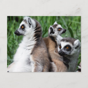 Postal Familia Lemur