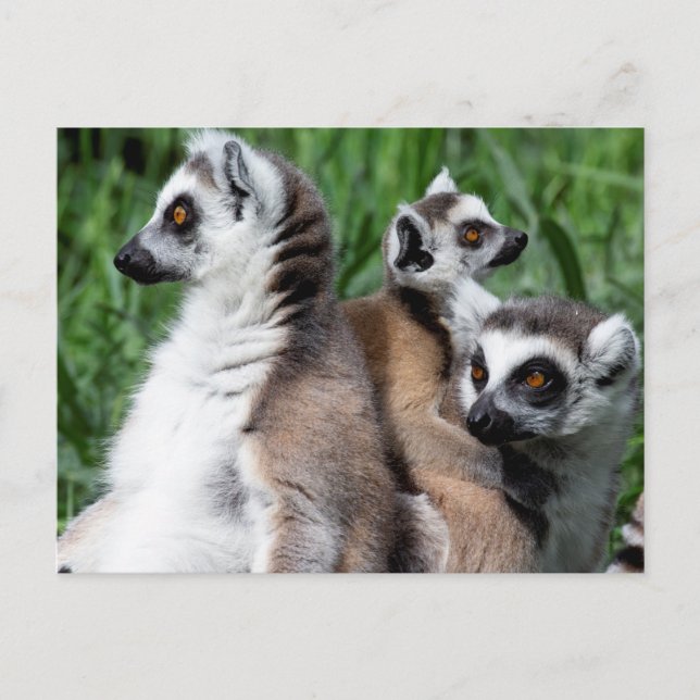 Postal Familia Lemur (Anverso)