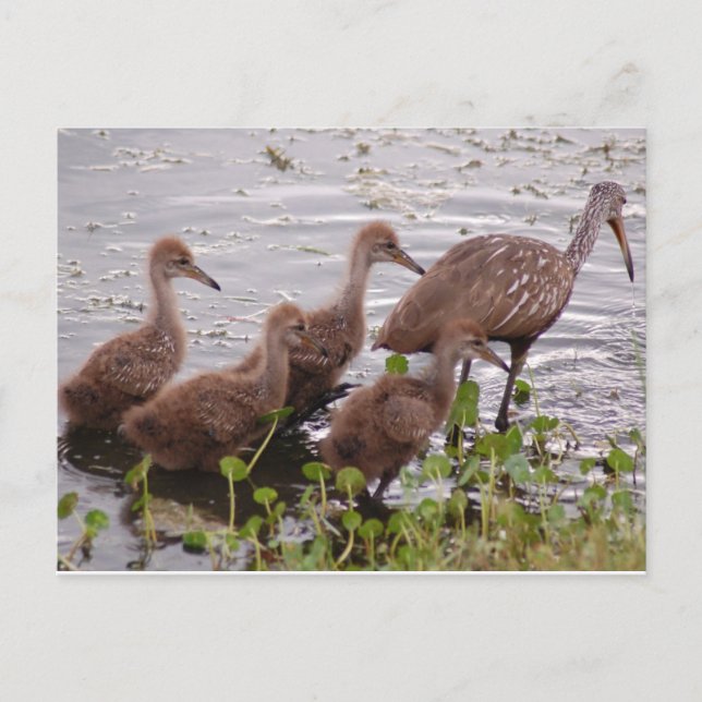 Postal Familia Limpkin (Anverso)