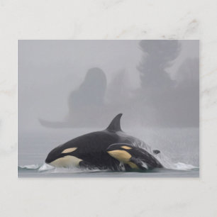 Postal Familia Orca
