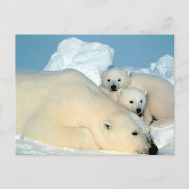 Postal Familia Oso Polar (Anverso)