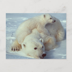 Postal Familia Oso Polar Blanco