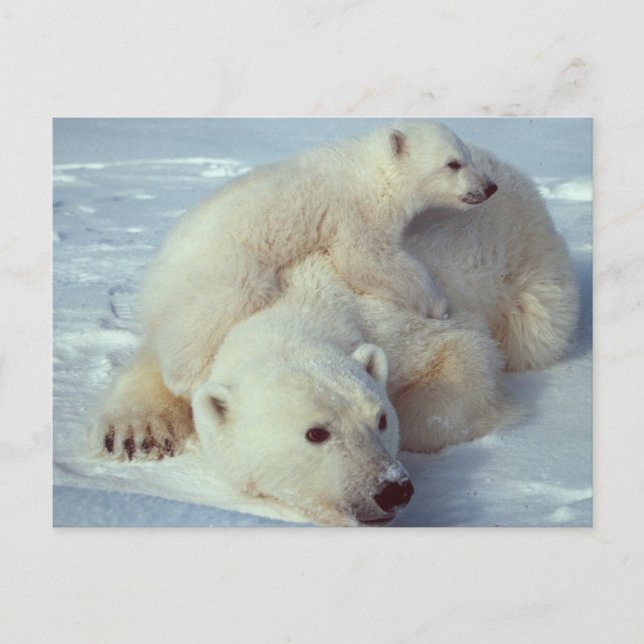 Postal Familia Oso Polar Blanco (Anverso)