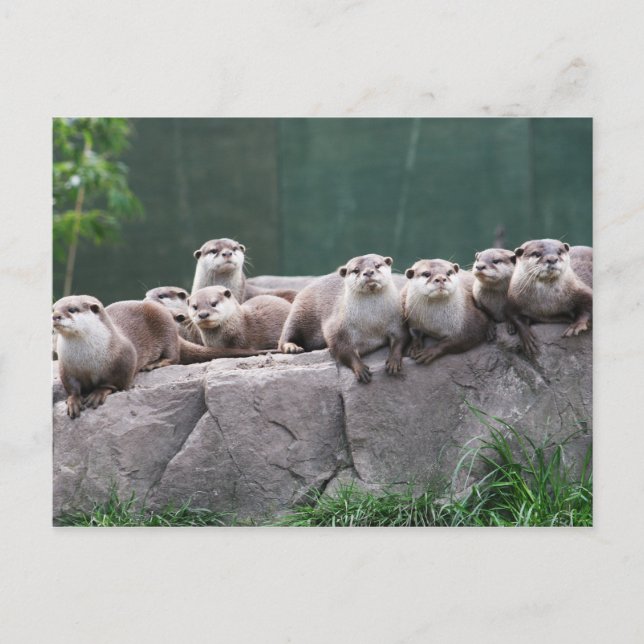 Postal Familia Otter (Anverso)