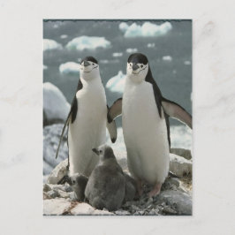 Postal Familia Penguin