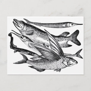 Postal Familia Pike - Pescado