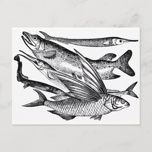 Postal Familia Pike - Pescado (Anverso)