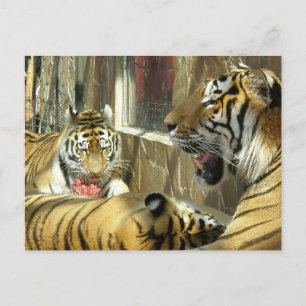 Postal Familia que guarda tigres en la carne del zoológic