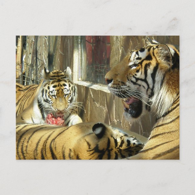 Postal Familia que guarda tigres en la carne del zoológic (Anverso)