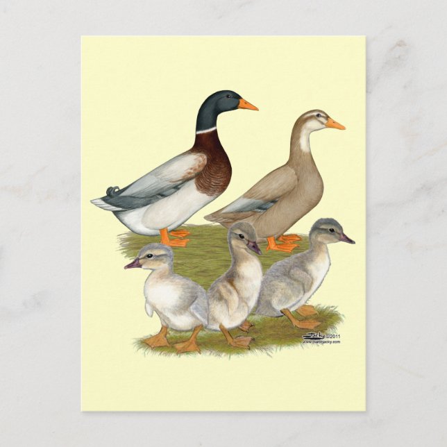 Postal Familia Sajonia Duck (Anverso)
