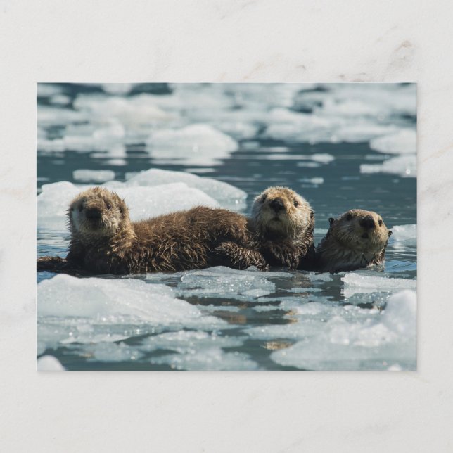 Postal Familia Sea Otter (Anverso)
