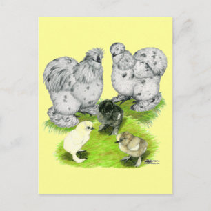 Postal Familia Silkie Bantam Splash