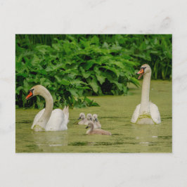 Postal Familia Swan