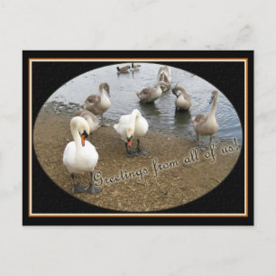 Postal Familia Swan