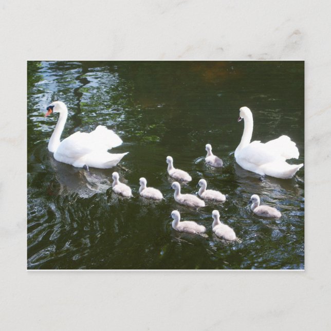 Postal Familia Swan (Anverso)