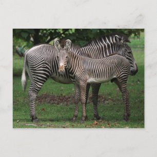 Postal Familia Zebra