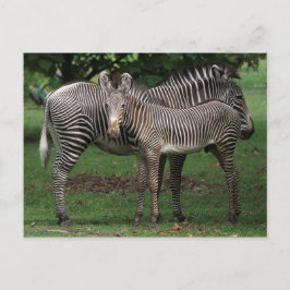 Postal Familia Zebra