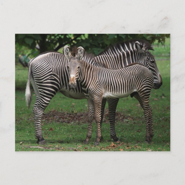 Postal Familia Zebra (Anverso)