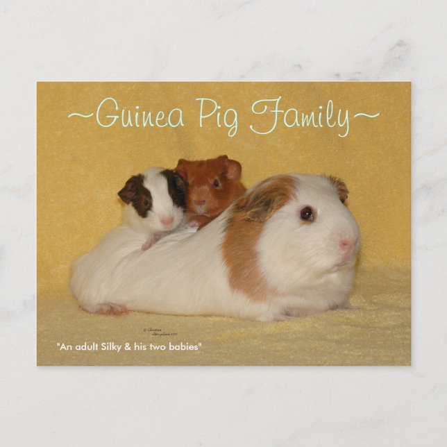 Postal familiar de cerdo de Guinea (Anverso)