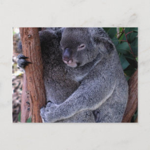 Postal familiar de Koala