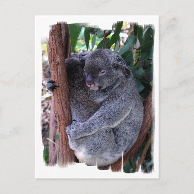 Postal familiar de Koala (Anverso)