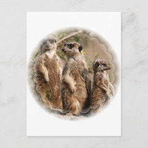 Postal familiar de Meerkat