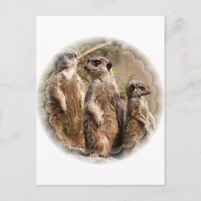 Postal familiar de Meerkat (Anverso)
