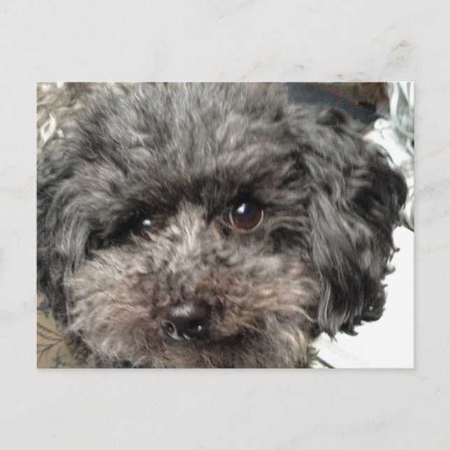 Postal familiar de perro (Anverso)