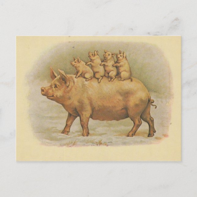 Postal Famille de cochon (Anverso)
